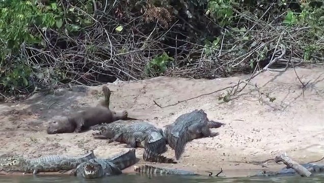 Une grosse loutre bronze à coté des 3 crocodiles... Même pas peur