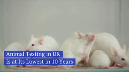 UK Animal Testing Declines: What the New Report Reveals 🐾