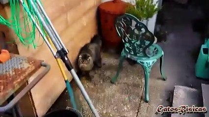 Fails de Gatos.Videos para morir de la risa, Los gatos mas chistosos
