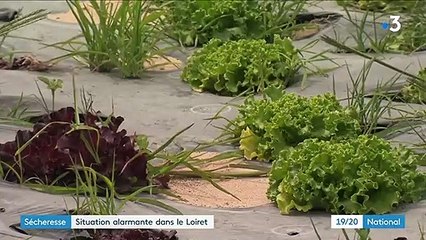 Sécheresse : la situation est alarmante dans le Loiret