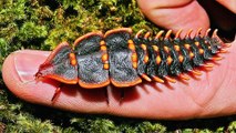 Strangest Beetle You've Ever Seen - Rare Trilobite