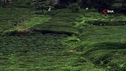 Çay tarlasına giren boz ayı böyle görüntülendi