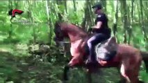Serra San Bruno (VV) - Carabinieri a cavallo per controllare il territorio (22.07.19)