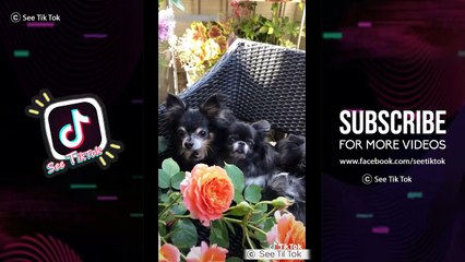 The World's Most Incredible Dogs #3 - Cute Puppies Doing Funny Things