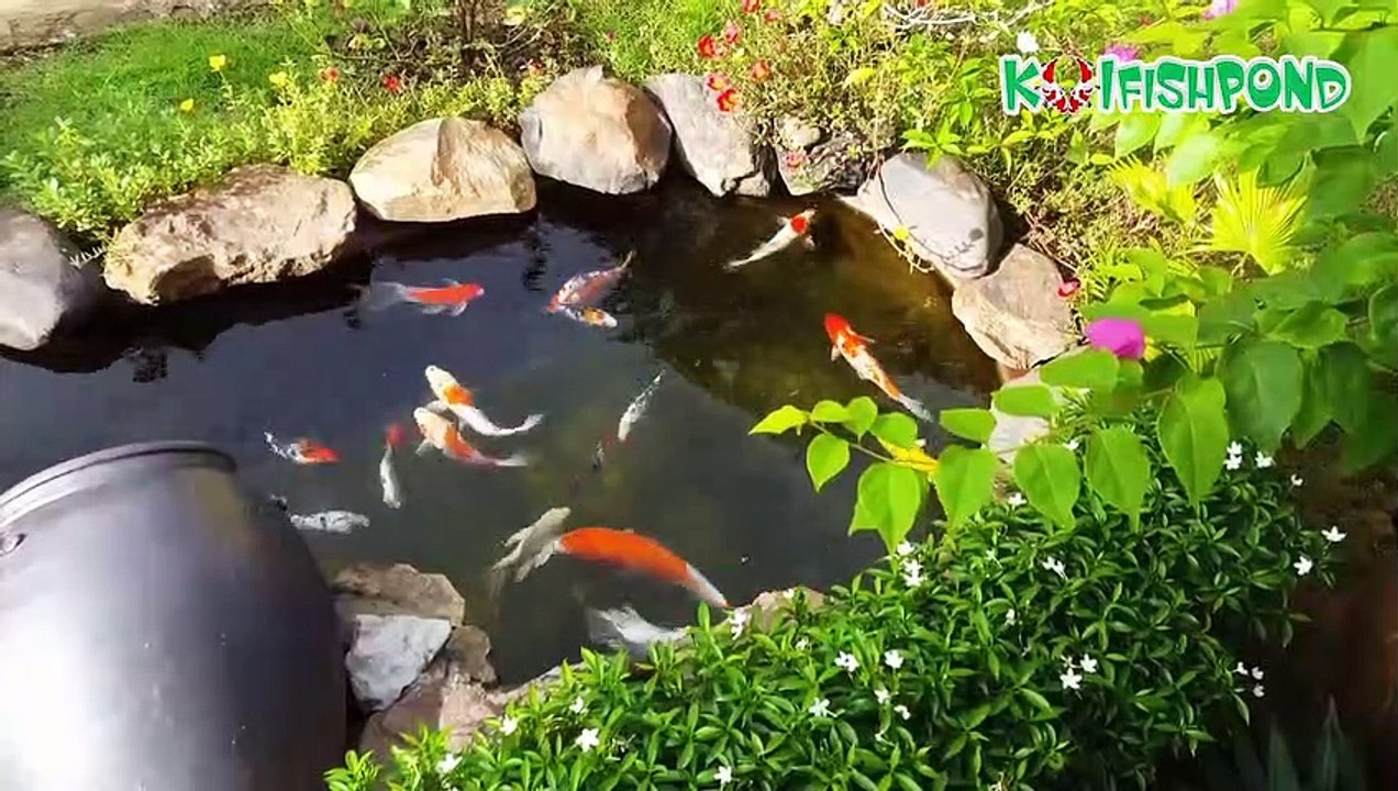 Mini koi pond garden - Hồ cá Koi mini đẹp