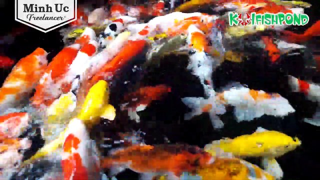 Beautiful koi pond coffee - Quán cafe cá Koi đẹp ở Quy Nhơn, Bình Định