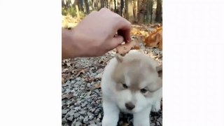 Funny And Cute Husky Puppies Compilation #3 - Puppies TV