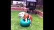 Funny Dog Videos Compilation Try Not To Laugh - Cute Dogs Doing Funny Things 2019 - Puppies TV
