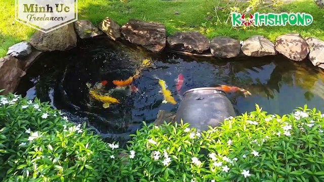Beautiful backyard koi pond - Hồ ca koi mini tự làm tại nhà