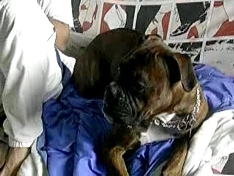 mOn chien qui chante mdr