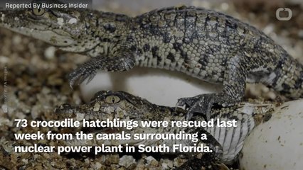 How A Nuclear Power Plant Is Helping To Save The American Crocodile