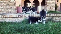 Funny And Cute Husky Puppies Compilation #2 - Puppies TV
