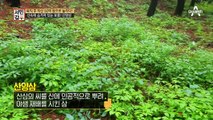 [선공개] 50억, 값비싼 삼이 온 산을 뒤덮었다! 갑부의 산양삼 산 대공개