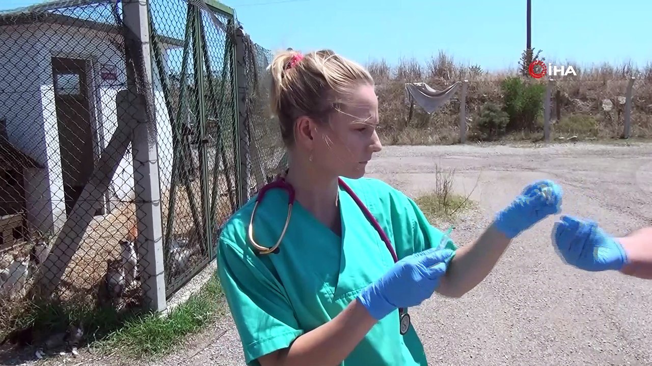 'Finlandiyalı Heidi' sokak hayvanlarının bakım ve tedavilerini yapıyor