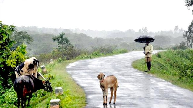 Rain in Kudagu : காவிரி நீர் பிடிப்பு பகுதிகளில் ஆரம்பித்தது கன மழை- வீடியோ