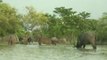 Assam flood: पानी में डूबी Pobitora Wildlife Sanctuary | वनइंडिया हिंदी