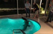 Ein riesiges Krokodil wurde in einem privaten Pool in Florida gefunden!