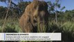 Tame elephants mediate between humans, wild elephants in Indonesia's Aceh