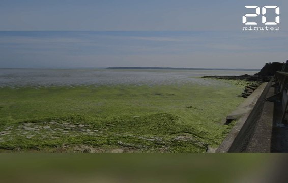 La baie de Saint-Brieuc envahie par les algues vertes, plusieurs plages fermées