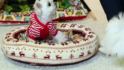 청양출장타이O7Os7301s9649｛카톡ZF66｝ぱ청양출장안@마ぱ청양출장샵ぱ청양출장맛사지 ぱ청양출장걸썰 청양출장걸가격 청양출장러시아 청양외국인후불출장업소 청양24시출장마사지샵'예약ゲゴサ