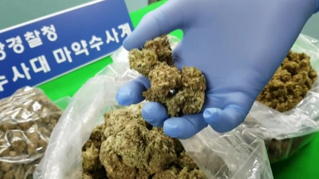 '만 명 분량' 대마초 미국서 밀반입...'마약 부부' 적발 / YTN