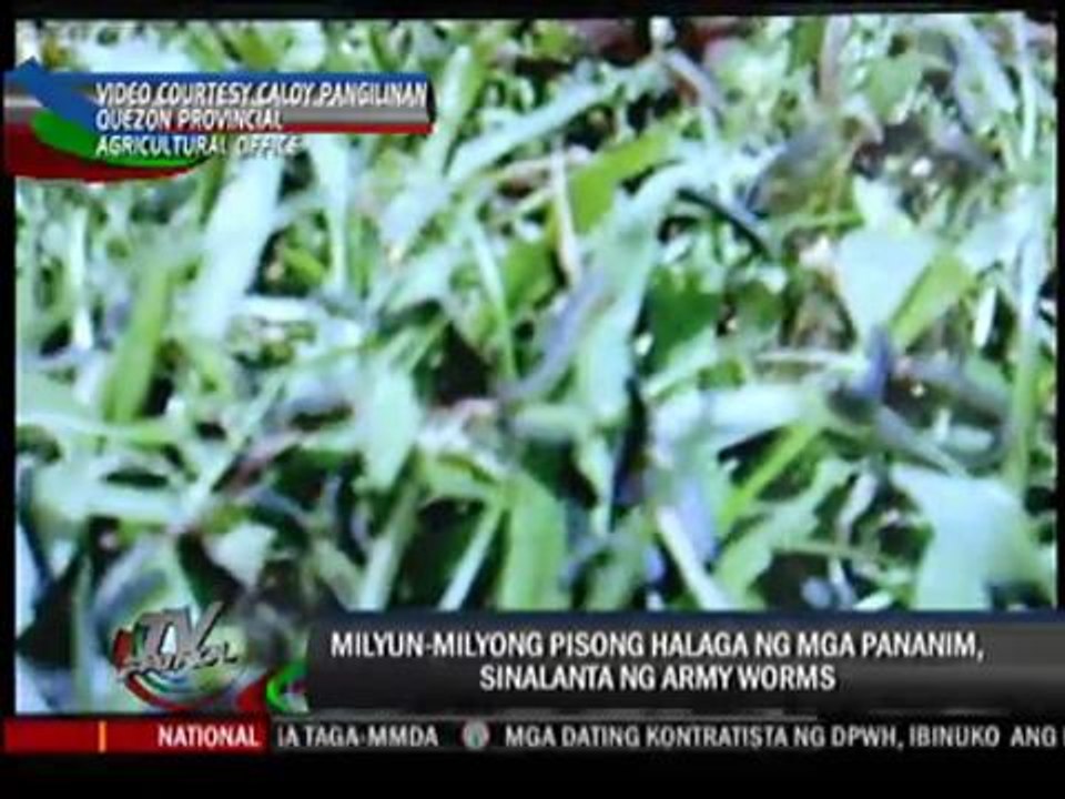 Army worms destroy farms in Quezon