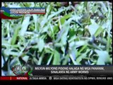 Army worms destroy farms in Quezon