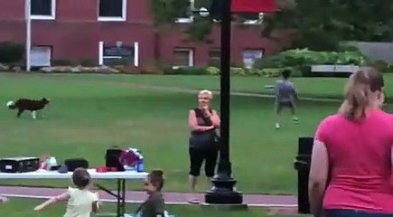 Just a good doggo playing ball with human!!