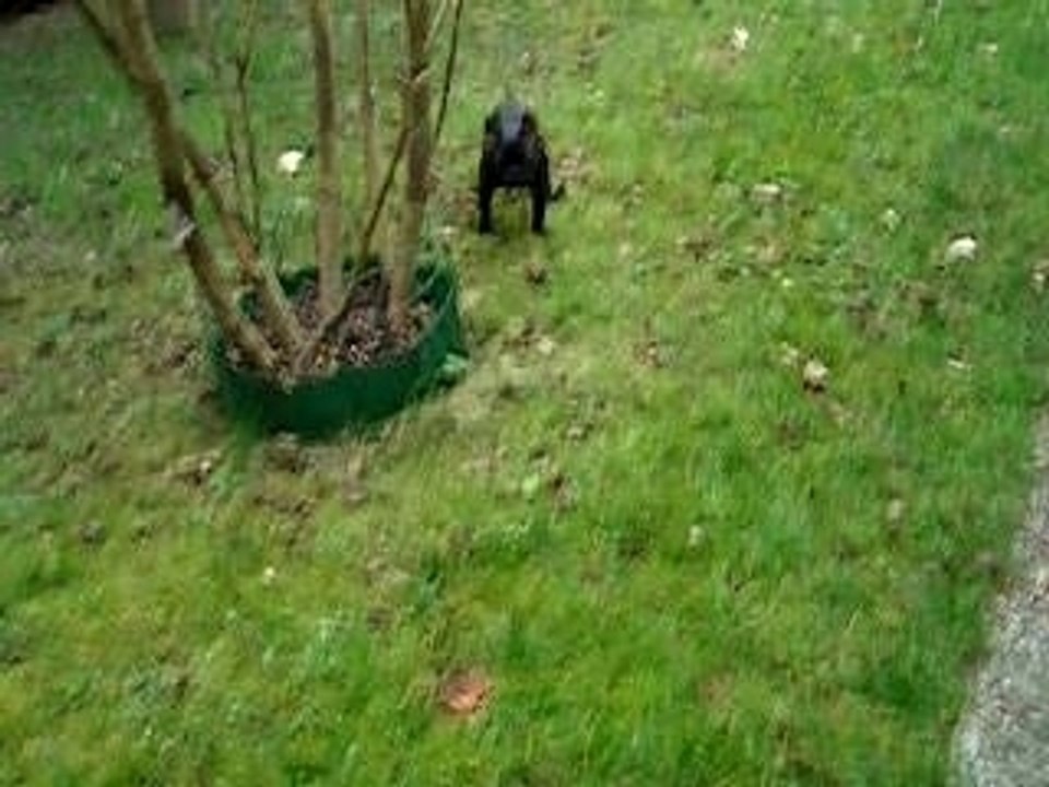 Dora alias speedy