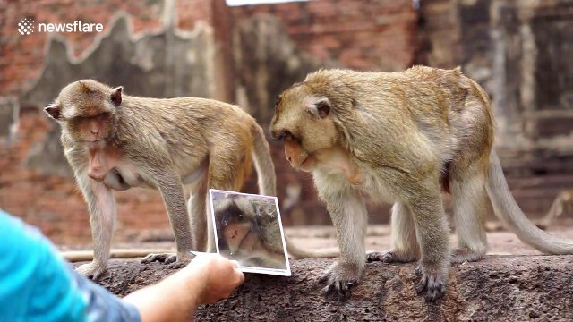 Families of monkeys admire themselves after being handed mirrors in Thailand's Lopburi