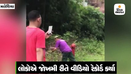 અજાણ્યો શખ્સ બિંદાસ્ત રીતે આંટાફેરા મારતા વાઘની હડફેટે ચડ્યો