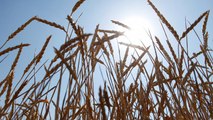 Caldo torrido: aiuti agli agricoltori francesi