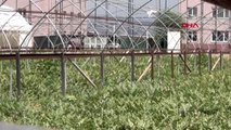 MANİSA Salihli'de hükümlüler sezonun ilk karpuzunun hasadını yaptı