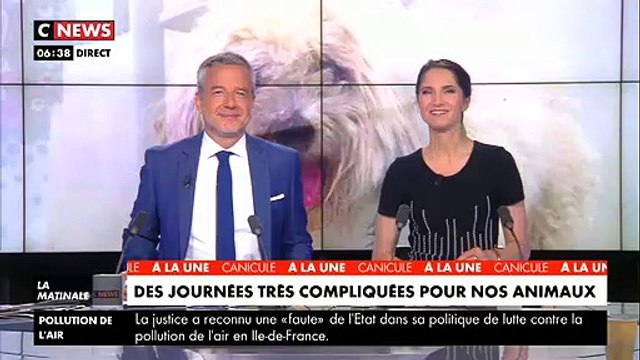 Canicule: Face aux fortes chaleurs, voici quelques conseils à adopter pour protéger ses animaux domestiques - VIDEO