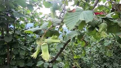 ORDU ZİRAAT ODALARI TMO'NUN FINDIK FİYATINI AÇIKLAMASINI İSTİYOR