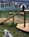 Admirez comment ce panda passe de bons moments. Adorable !