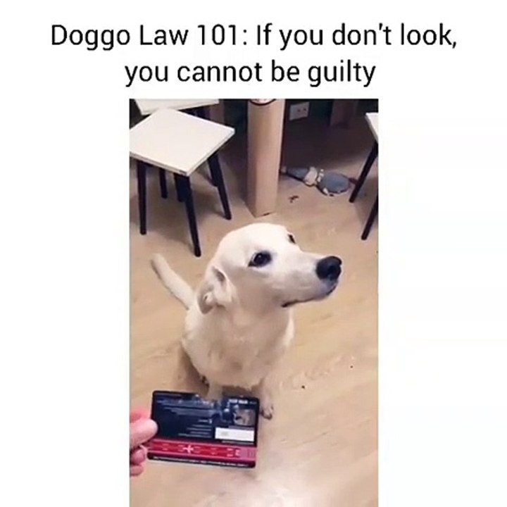 Cette chienne ne veux pas regarder sa bêtise pour ne pas qu'on le gronde. Marrant !