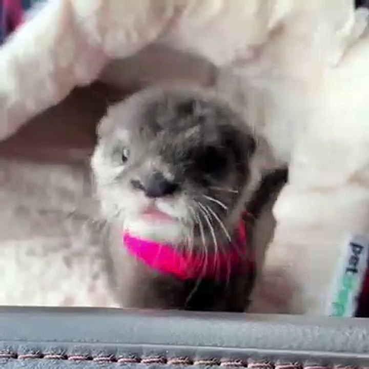 Ce bébé loutre n'a pas de nom mais il est trop beau !