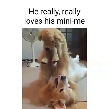 Ce Golden Retrievers est obsédé par sa peluche. Trop mimi !