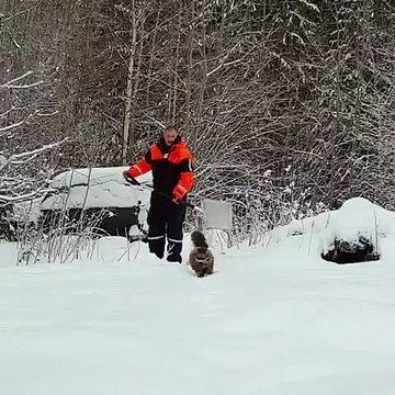 Cette chatte est superbe. Admirez comment elle court dans la neige !