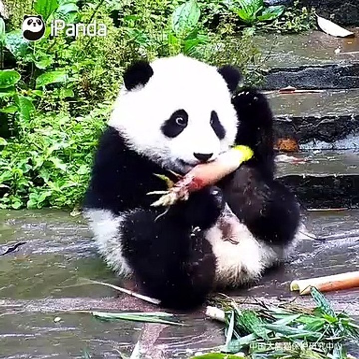 La pousse de bambou n'est pas seulement pour manger; c’est l'accessoire de ce panda pour être mignon aussi!