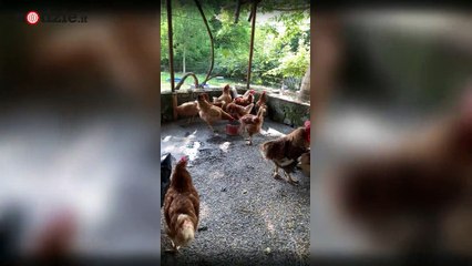 Allevatore contro le aziende: "Galline geneticamente modificate e voi le mangiate" | Notizie.it