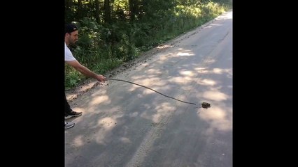 Animal removal Toronto - Rattle snake on the Road