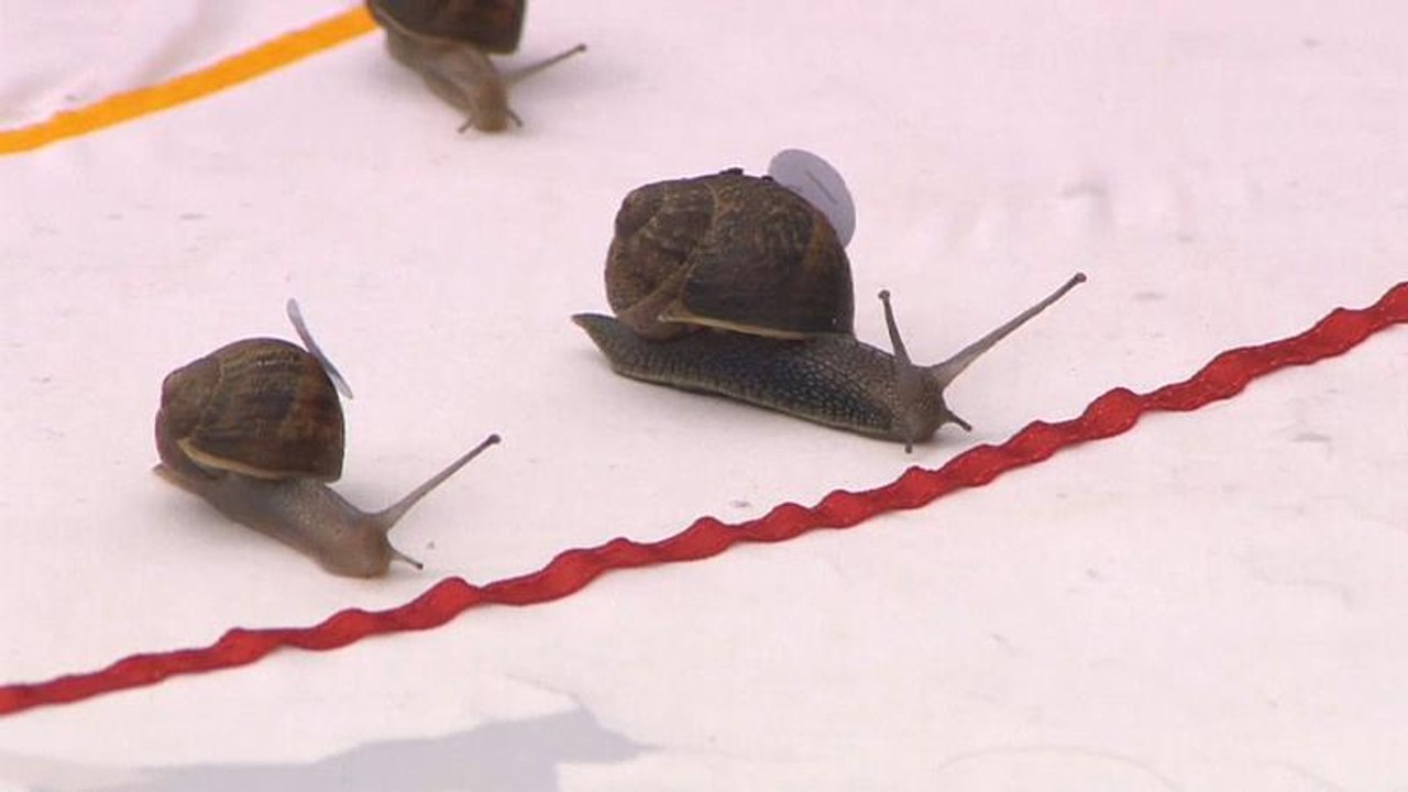 Flotte Schnecken schleichen um die Wette