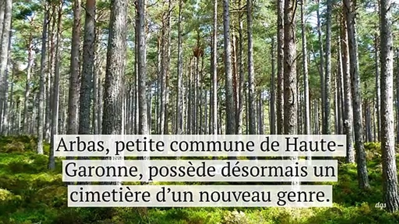 Laissez vos défunts reposer aux pieds des arbres dans la toute première forêt cinéraire de France