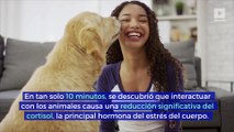 Estudio: acariciar a perros o gatos puede reducir el estrés