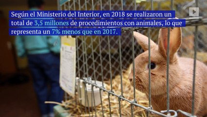 Reino Unidos: las pruebas animales se encuentran en su nivel más bajo en los últimos 10 años