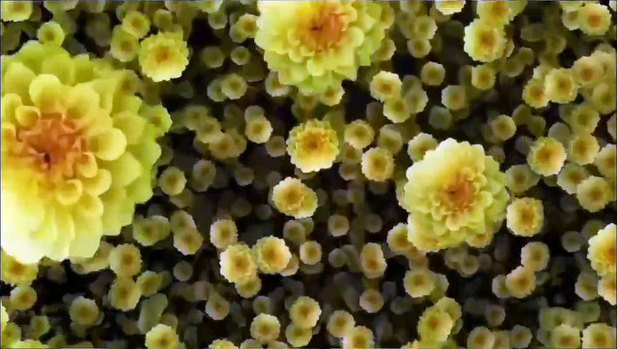 Mangne Wala Emotional Bayan Saqib Raza Mustafai whatsapp status  Islamic Whatsapp Status HD