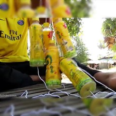 Easy Snake Trap Using ICHITAN Bottles