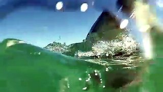 Amazing video compiling a diver's best shots of great white sharks captured off the coast of South Africa this year